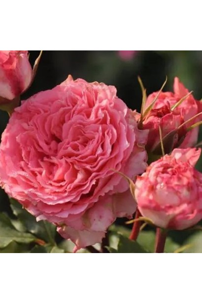 Троянда чайно-гібридна Корона ніжно-рожева квітка